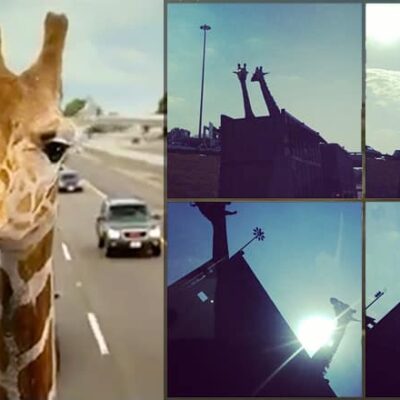 giraffe highway