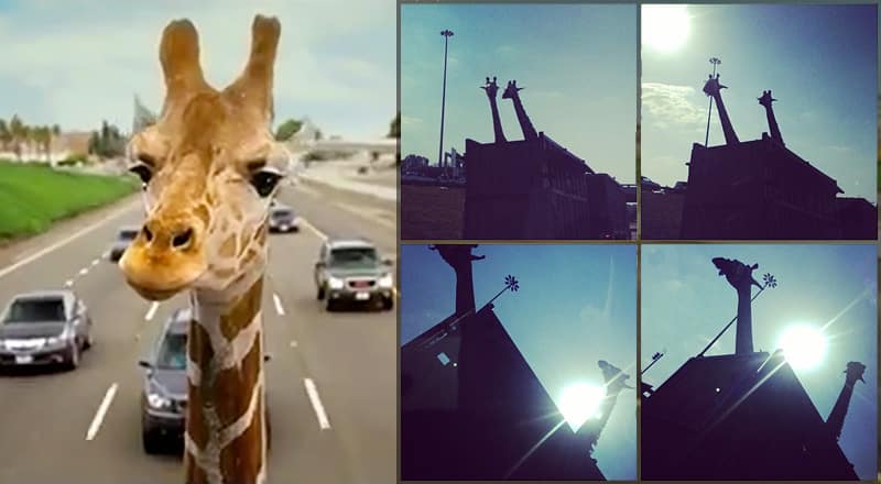 Giraffe Killed After Hitting Its Head on Highway Bridge