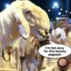 goat beauty pageant