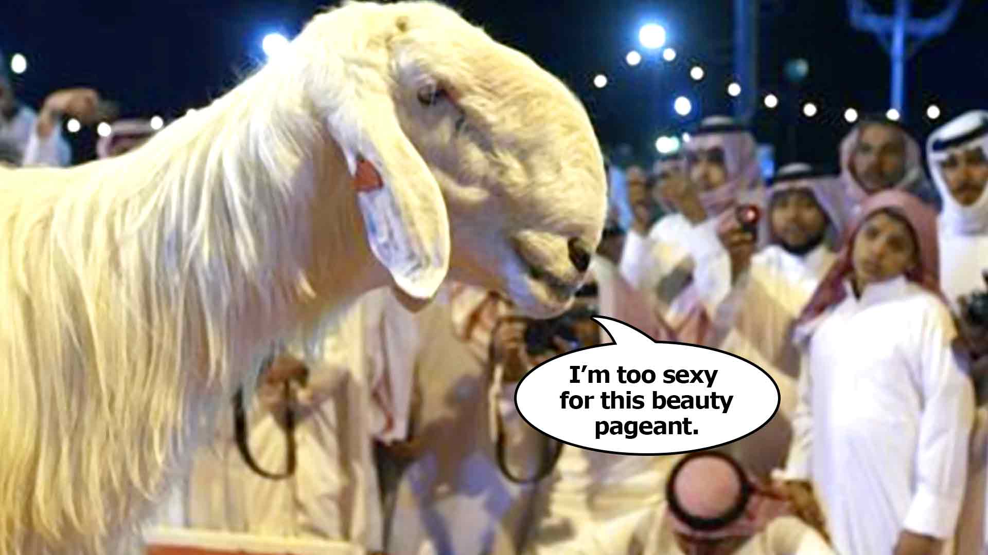 See the Winner of Saudi Arabia's Most Beautiful Goat Contest