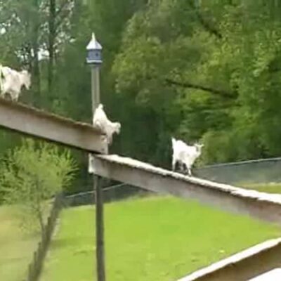 goat bridge