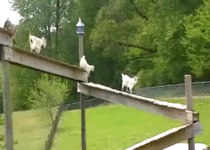 Creative Farmer Builds Elaborate Multi-Level Goat Bridge