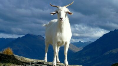 white goat on green grass field under white clouds and blue sky during daytime