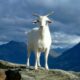 white goat on green grass field under white clouds and blue sky during daytime