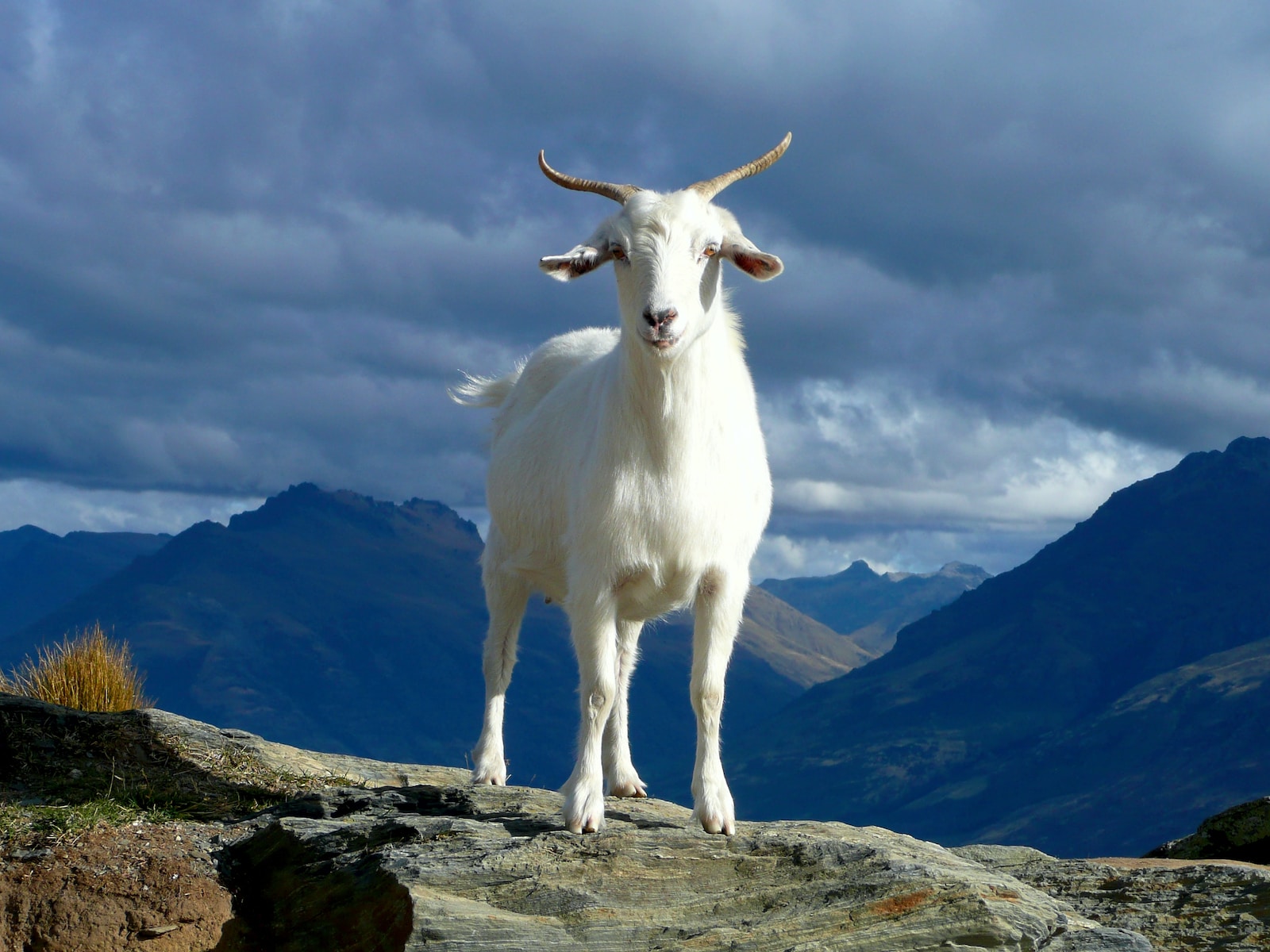 16 Fascinating Facts About Goats!