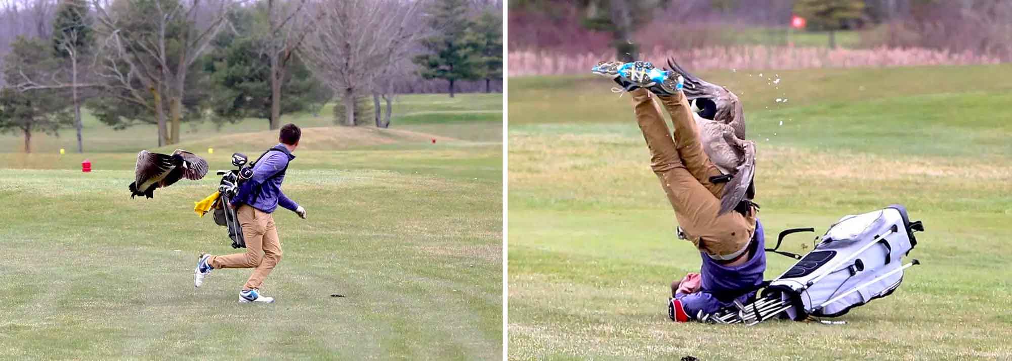 Hilarious 'Goose Attacks Golfer Meme' Makes Unfortunate Teen An Internet Star