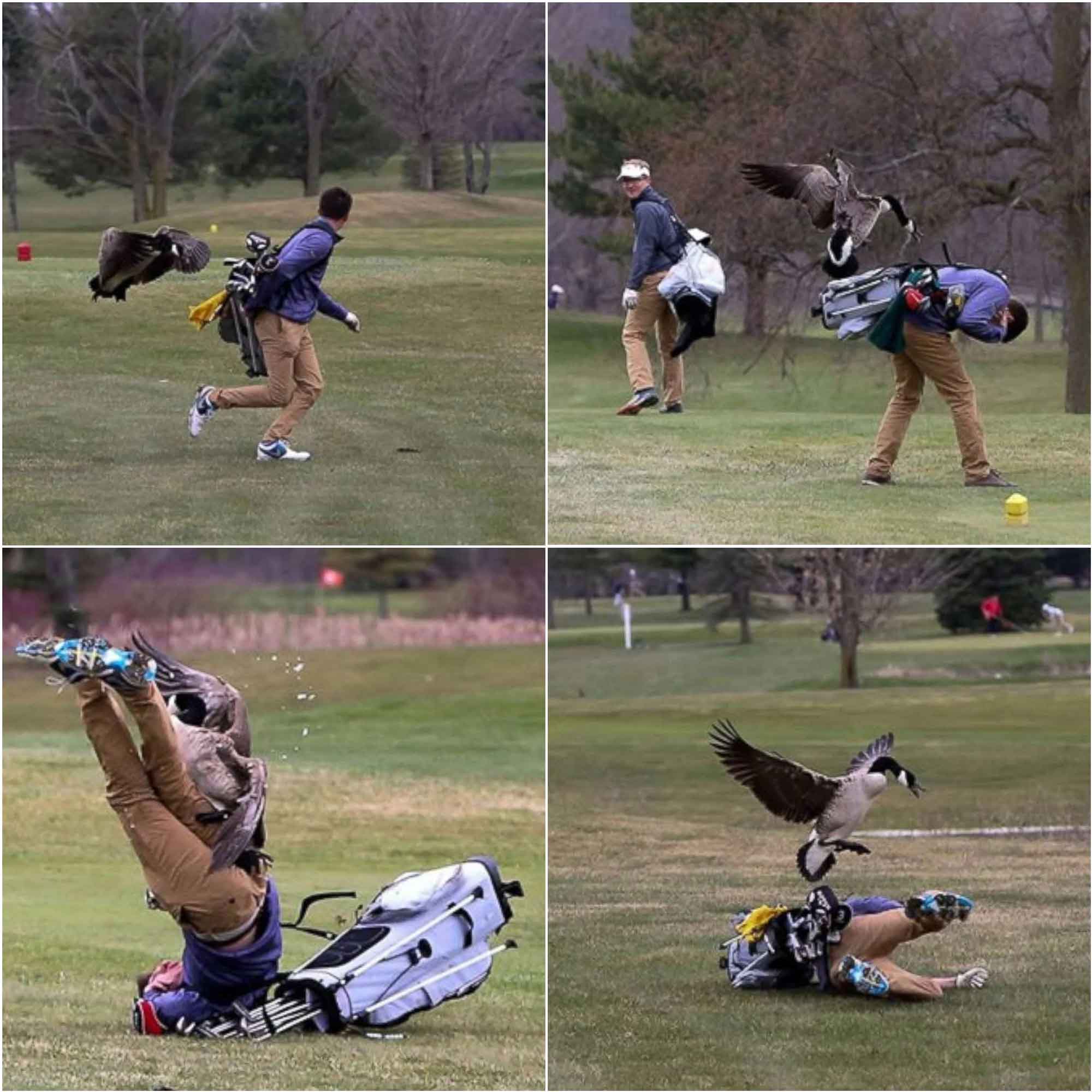 Hilarious 'Goose Attacks Golfer Meme' Makes Unfortunate Teen An I...