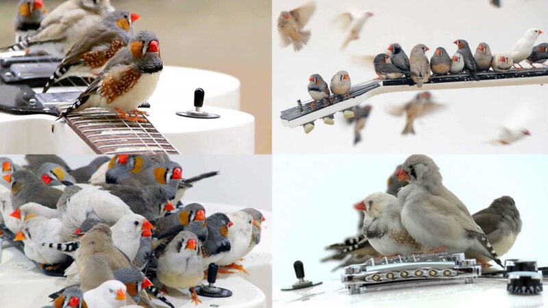 Watch 40 Wild Birds Play A Les Paul Electric Guitar