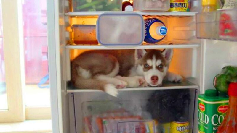 Hot Husky Beats Heatwave By Napping In A Refrigerator