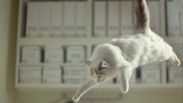 Ikea Cats Jump