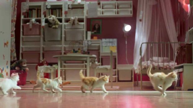 Ikea Cats Running