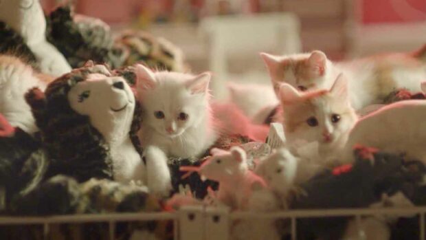 Ikea Cats Table Stuffed Animals