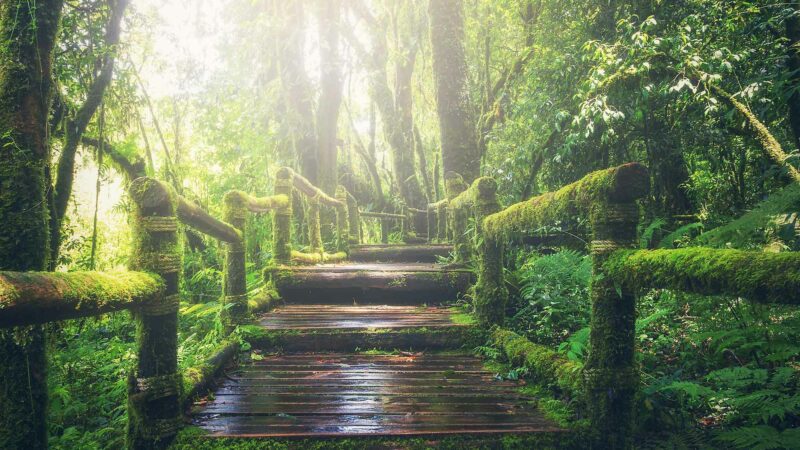 Wooden Walkway In The Jungle