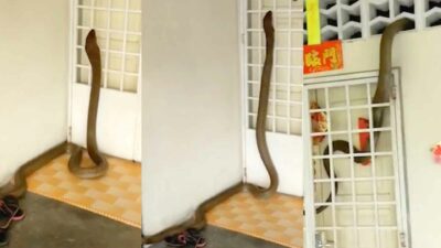 Family Discovers That They'Ve Been Living With A Giant King Cobra Inside Their Home