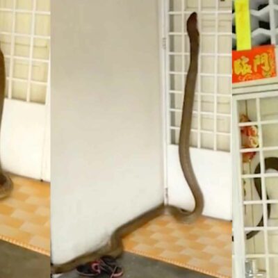 Family Discovers That They've Been Living with a Giant King Cobra Inside Their Home