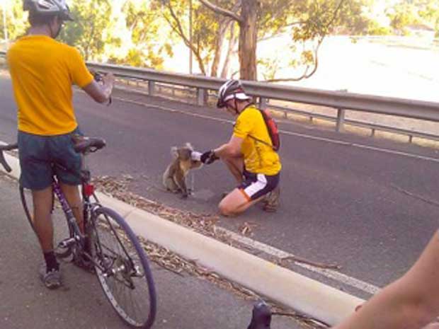 Koalas Begging For Water During Australian Heatwave
