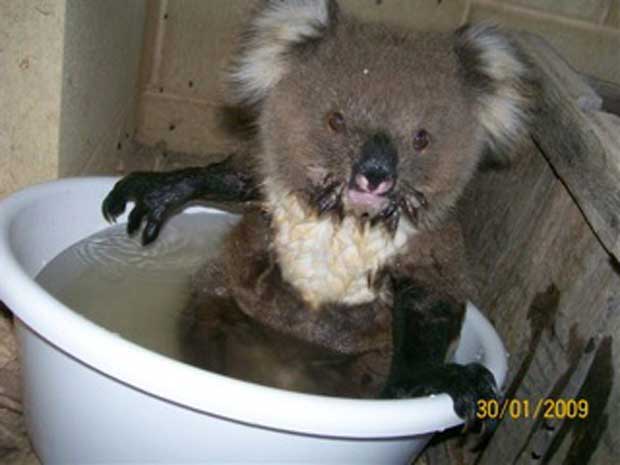Koalas Begging for Water During Australian Heatwave