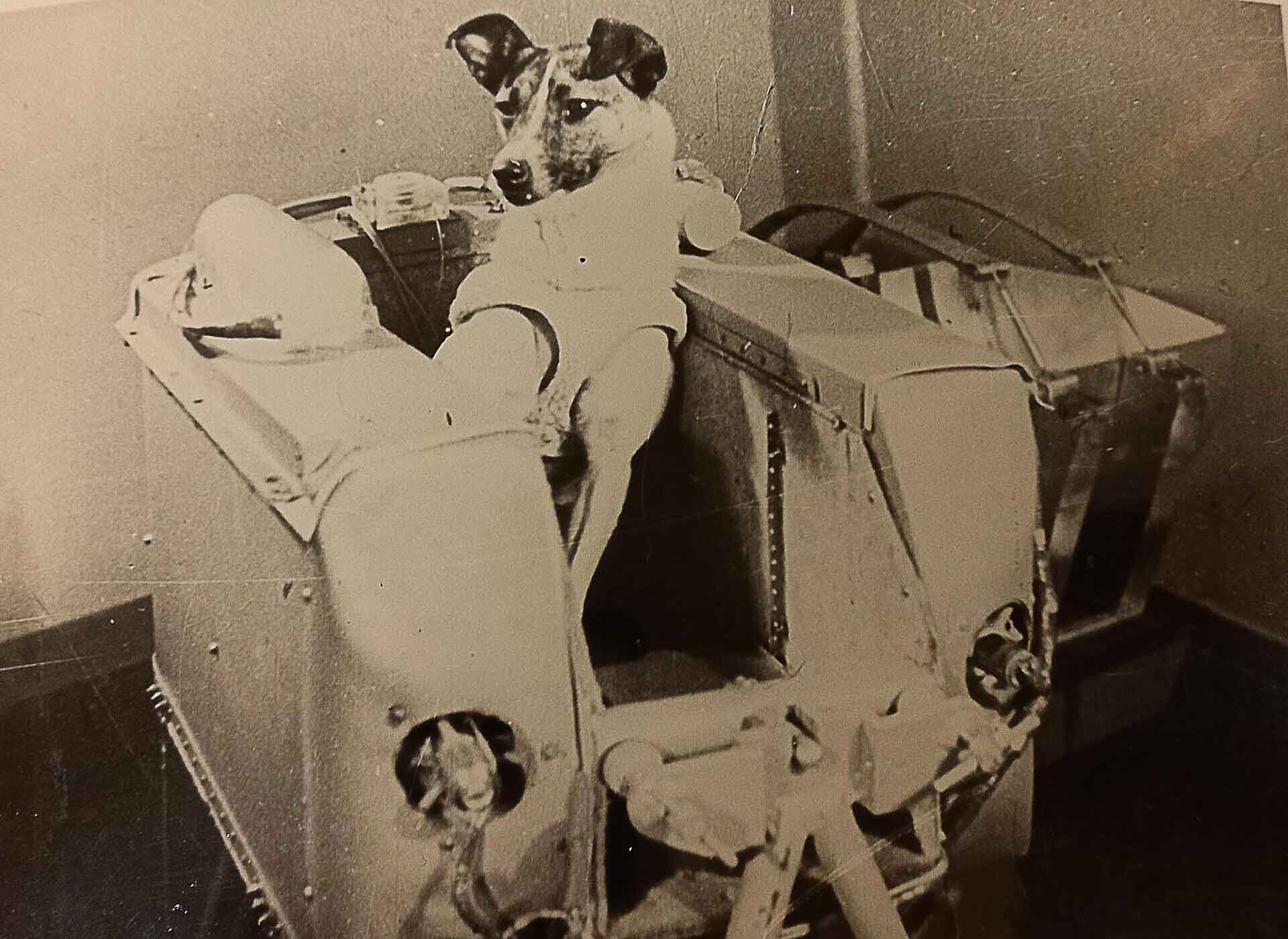 Laika In A Mock Cockpit - A Dog In A Suit, Reminiscent Of The Soviet Space Dog Laika, Sits Inside A Space Capsule Mock-Up For Testing, Ready To Embark On Its Journey Into The Cosmos.