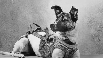 Laika (Soviet dog) - Black and white photo of a dog wearing a harness, lying down and gazing off to the side, reminiscent of Laika, the first Soviet Space Dog who ventured into the cosmos.