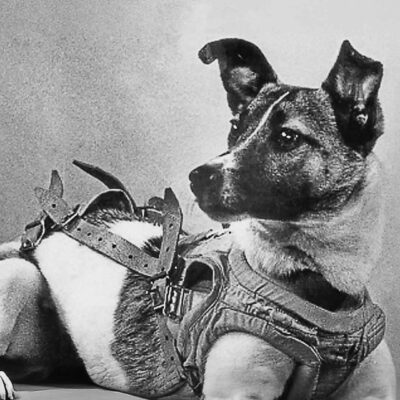 Laika (Soviet Dog) - Black And White Photo Of A Dog Wearing A Harness, Lying Down And Gazing Off To The Side, Reminiscent Of Laika, The First Soviet Space Dog Who Ventured Into The Cosmos.