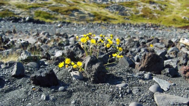 Yellow Flowers - Iceland Lava Rocks