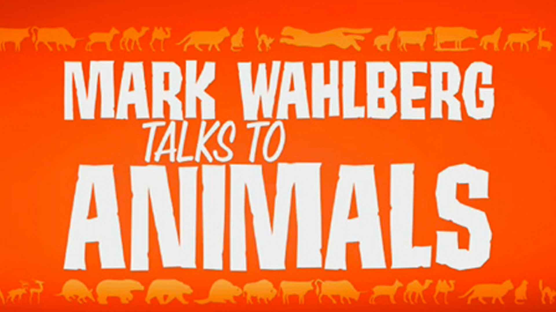 Mark Wahlberg Does NOT Like The 'Mark Wahlberg Talks to Animals' SNL Skit