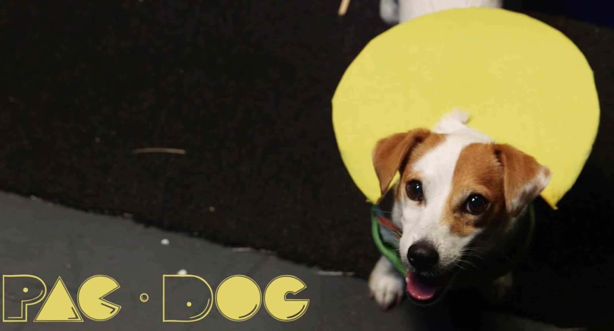 This Dog is a Better Pac-Man Player Than You
