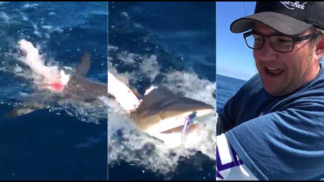 Fishermen Watch In Horror As A Shark Massacres Their Catch