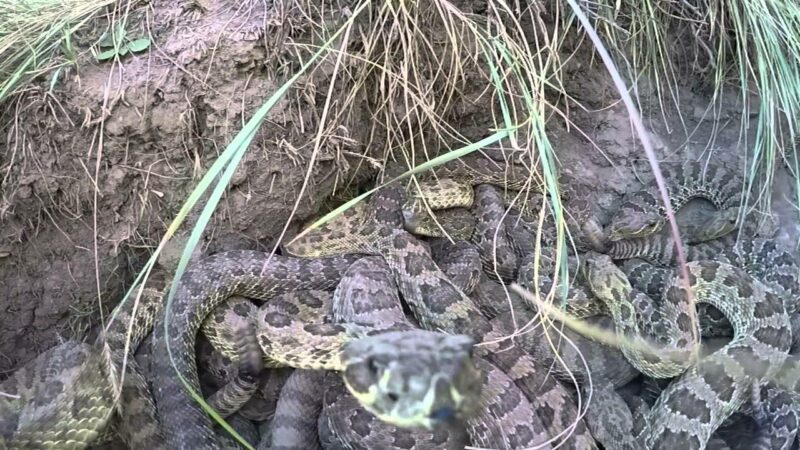 GoPro vs Rattlesnakes