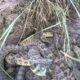 GoPro Falls Into Pit Of Rattlesnakes - Watch The Owner Bravely Recover It