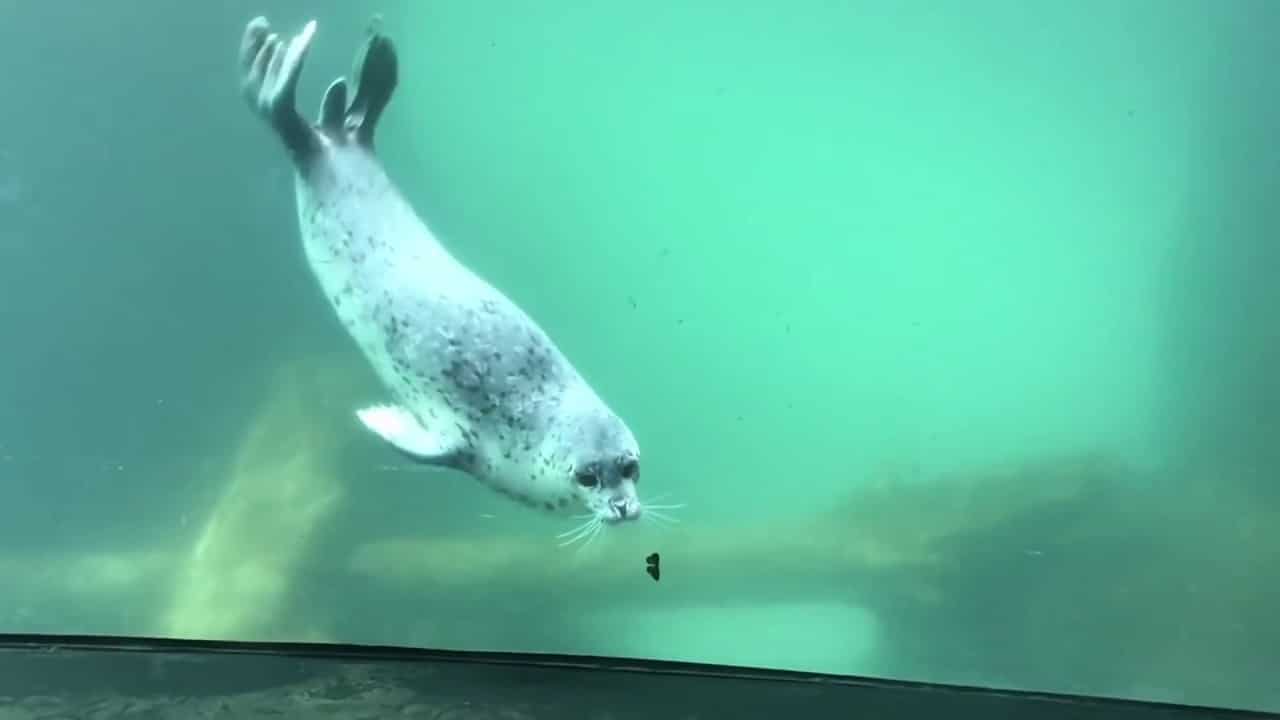Seal Meets Butterfly: Adorable Encounter Captured On Video