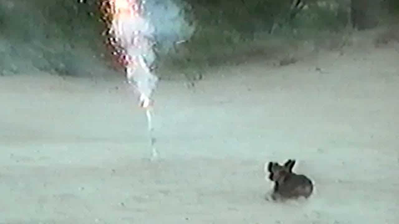 Watch People Run In Fear From A Dachshund With A Roman Candle Firecracker