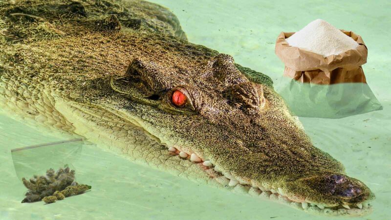 Meth Gators