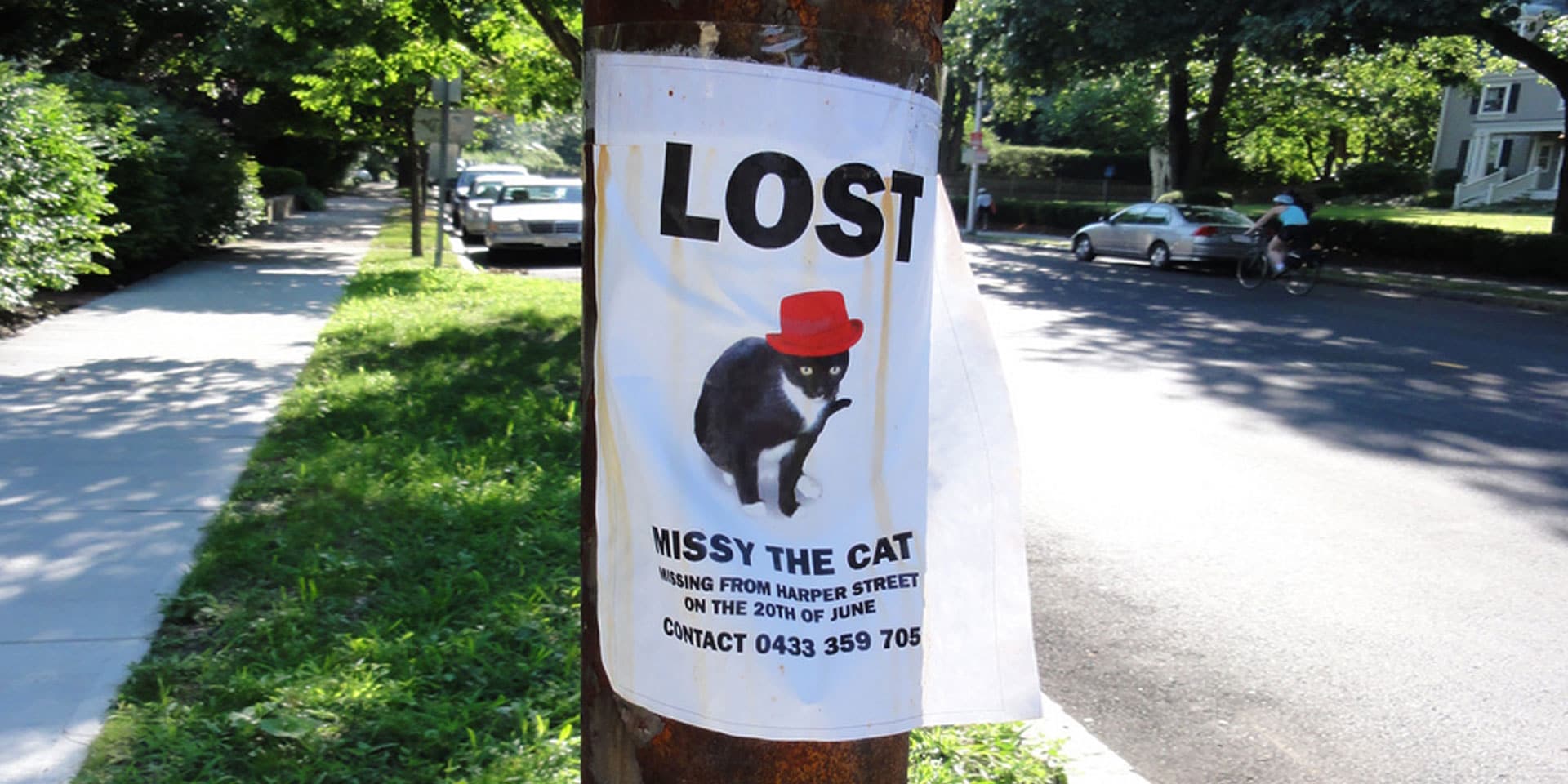 Missing Missy: The Lost Cat with a Photoshop Battle