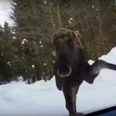 moose attack