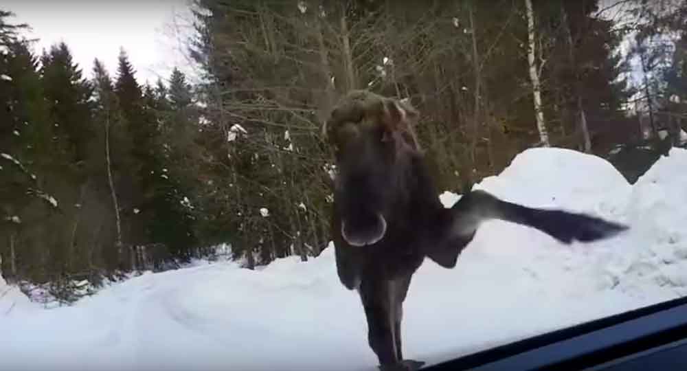 Moose Attack: Why You Shouldn't Stalk Them With Your Car