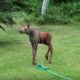 Moose Plays in Sprinkler