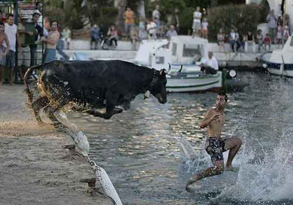 Bull Vs Swimmer