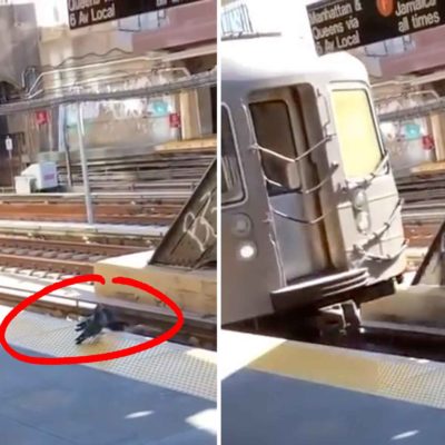 Two NYC Pigeons Commit Premeditated Homicide By Pushing Another Pigeon Into An Oncoming Subway Train
