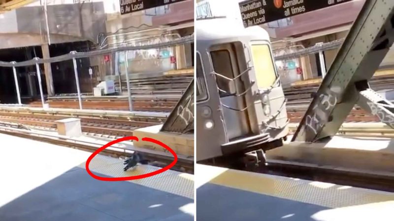 Two NYC Pigeons Commit Premeditated Homicide By Pushing Another Pigeon Into An Oncoming Subway Train