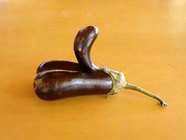 Plant Porn: Eggplant Penis