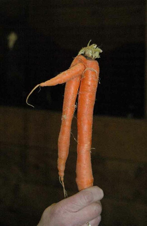 Naughty Carrot