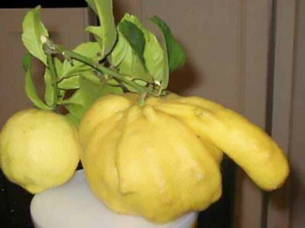 Plant Porn: Penis Lemon