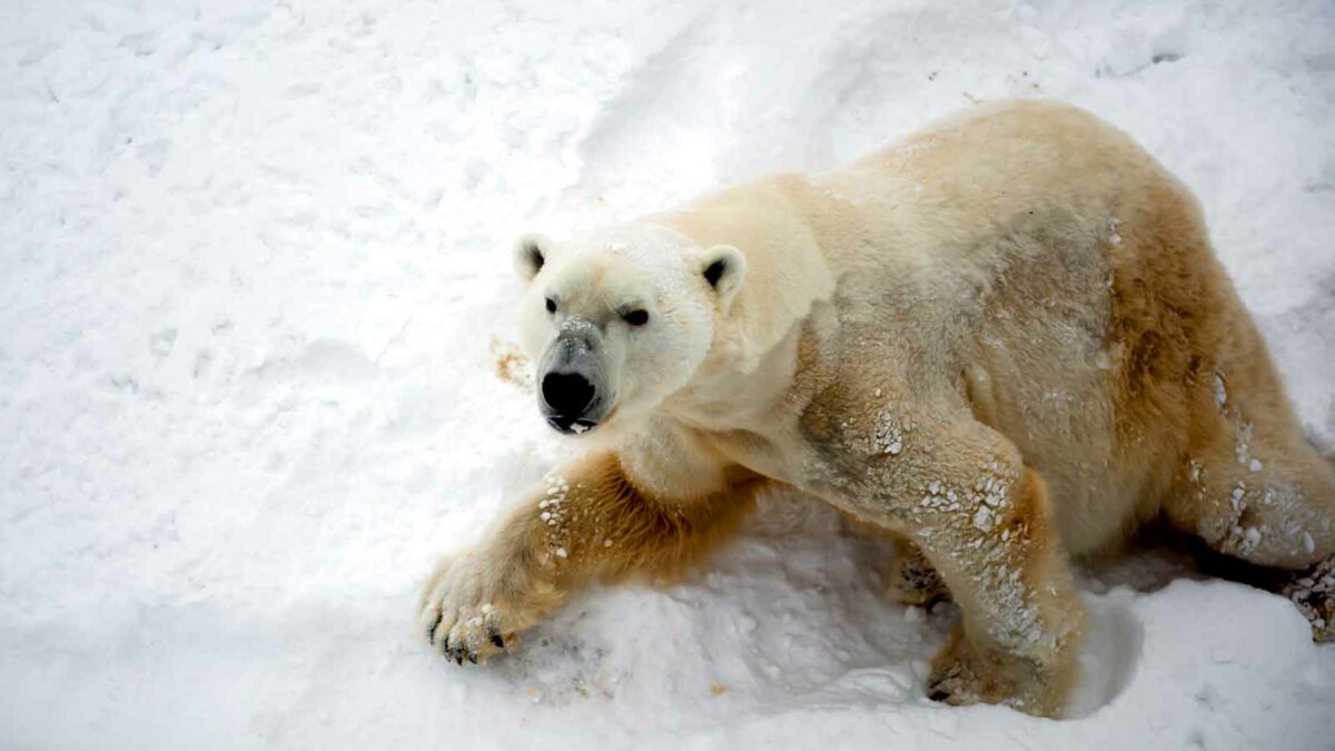 Adorable Photos Of A Polar Bear Hugging Sled Dogs