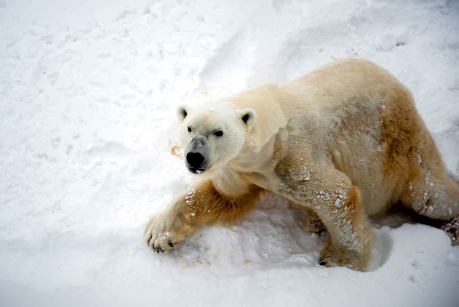 Adorable Photos of a Polar Bear Hugging Sled Dogs