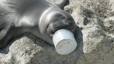pollution seal can