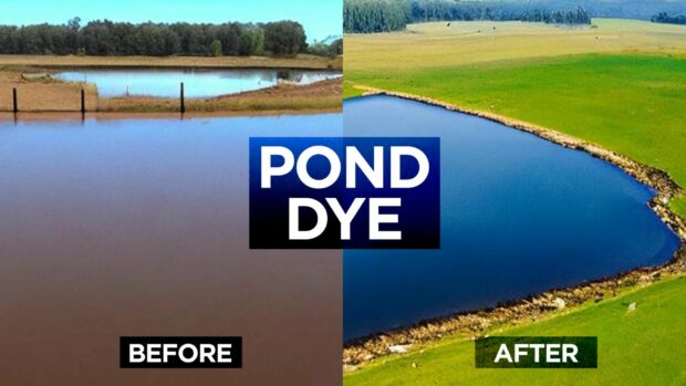 The Many Advantages Of Using Pond Dye