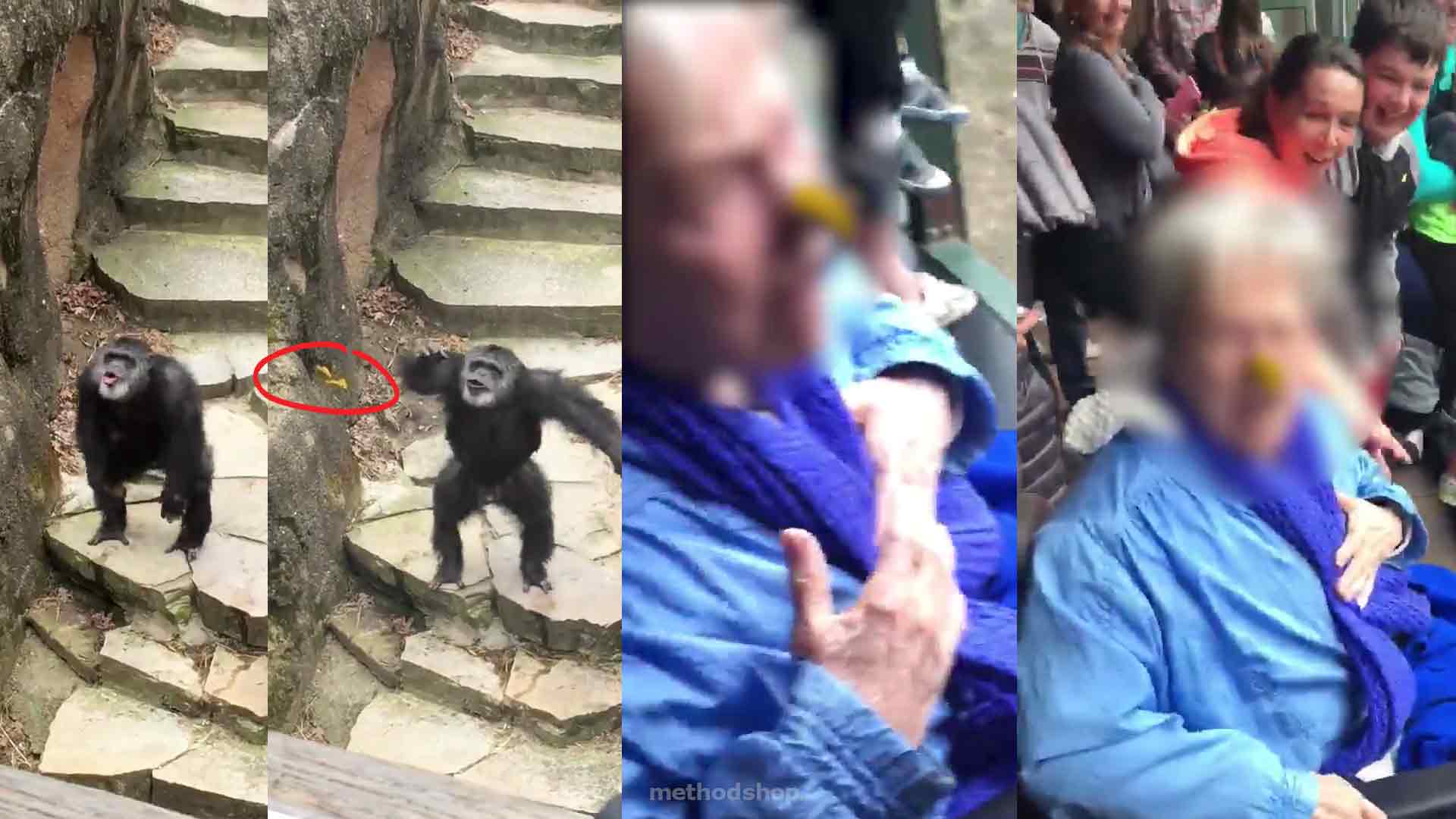 Watch A Monkey Perfectly Throw A Poop On This Grandmother's Nose