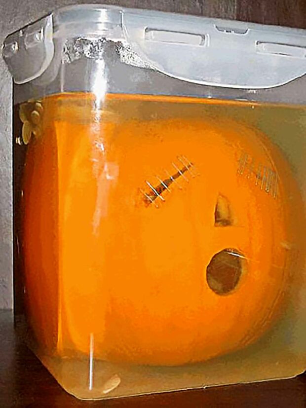 Pumpkin Being Preserved In A Jar Of Formaldehyde