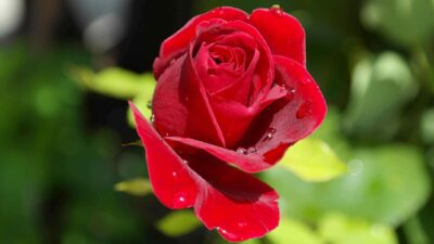 rose single